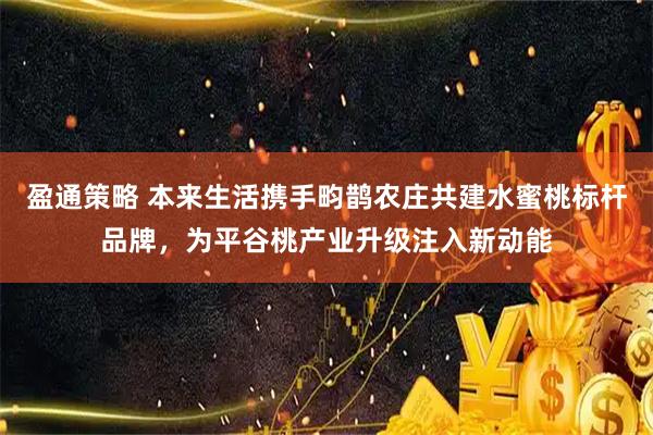 盈通策略 本来生活携手畇鹊农庄共建水蜜桃标杆品牌，为平谷桃产业升级注入新动能